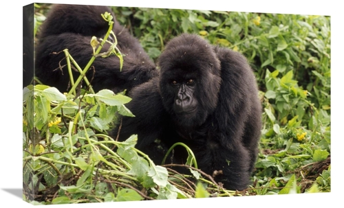 Global Gallery GCS-452812-1624-142 16 x 24 in. Mountain Gorilla Female