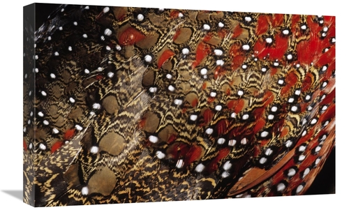 Global Gallery GCS-398217-1624-142 16 x 24 in. Ring-Necked Pheasant De