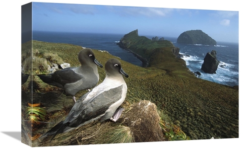Global Gallery GCS-451618-1218-142 12 x 18 in. Light-Mantled Albatross