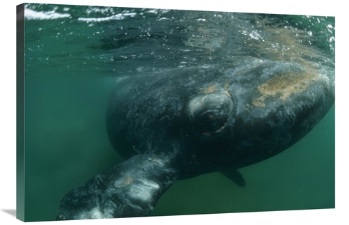 Global Gallery GCS-450651-2436-142 24 x 36 in. Southern Right Whale Cl