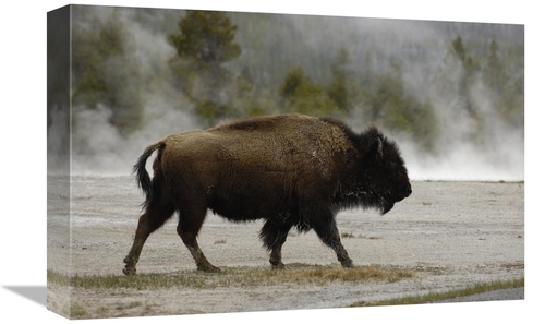 Global Gallery GCS-453101-1218-142 12 x 18 in. American Bison Male Nea