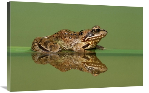 Global Gallery GCS-395312-2436-142 24 x 36 in. Common Frog on Partiall