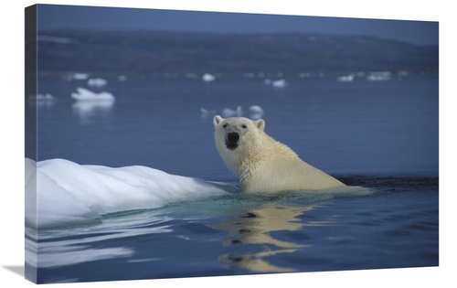 Global Gallery GCS-450970-2030-142 20 x 30 in. Polar Bear Swimming&#44