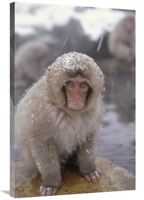 Global Gallery GCS-398507-2436-142 24 x 36 in. Japanese Macaque in Hot