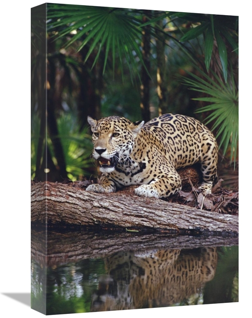 Global Gallery GCS-452757-1218-142 12 x 18 in. Jaguar, Belize Zoo&