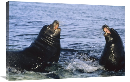 Global Gallery GCS-451311-2436-142 24 x 36 in. Galapagos Sea Lion Bull