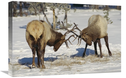 Global Gallery GCS-452303-1624-142 16 x 24 in. Elk Bulls Fighting in t