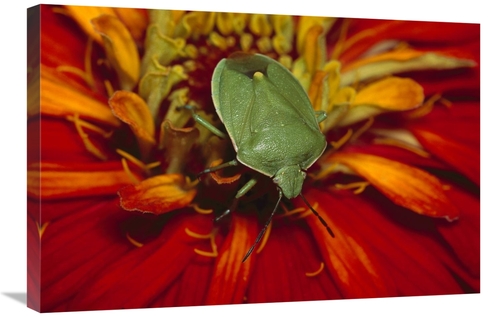 Global Gallery GCS-452946-2030-142 20 x 30 in. Southern Green Stink Bu