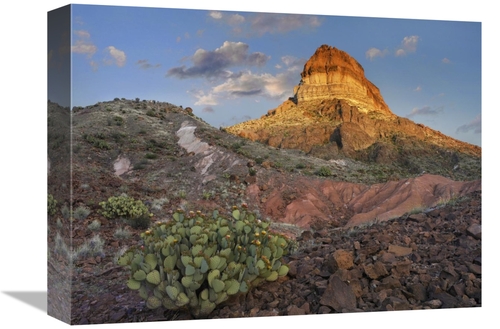 Global Gallery GCS-397182-1216-142 12 x 16 in. Prickly Pear Cactus at 