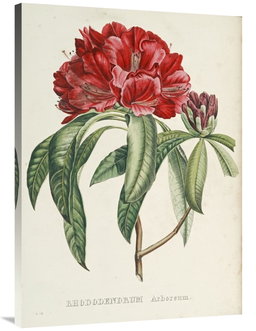 Global Gallery GCS-267099-40-142 40 in. Rhododendrum Arboreum Art Prin