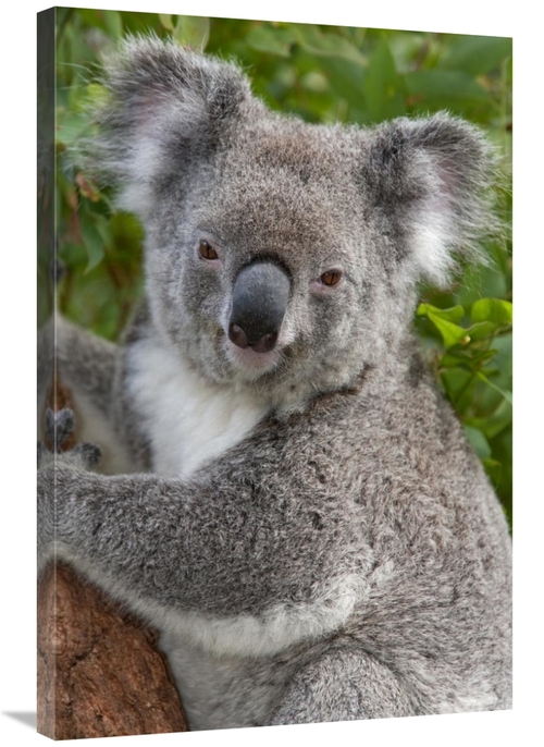 Global Gallery GCS-395287-2436-142 24 x 36 in. Koala, Australia Ar