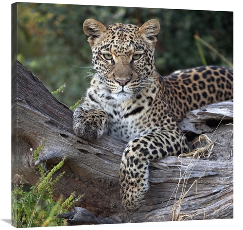 Global Gallery GCS-397429-3636-142 36 x 36 in. Leopard Resting, Bo