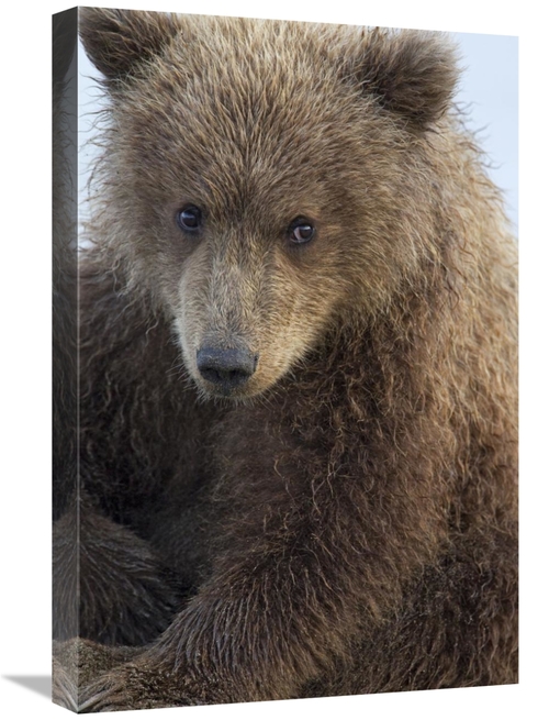 Global Gallery GCS-395316-1624-142 16 x 24 in. Grizzly Bear Cub, L