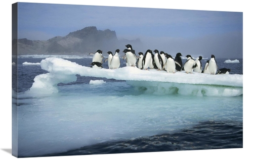 Global Gallery GCS-395664-2436-142 24 x 36 in. Adelie Penguin Group Cr