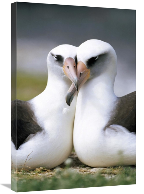 Global Gallery GCS-395610-2030-142 20 x 30 in. Laysan Albatross Pair B