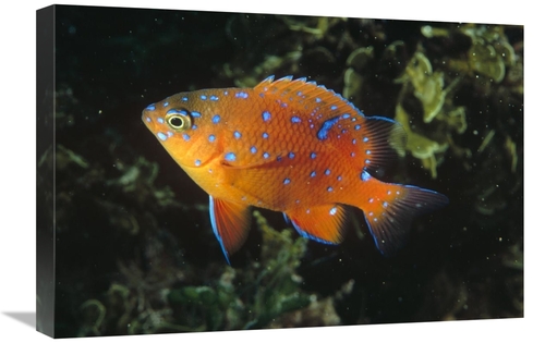 Global Gallery GCS-450614-1624-142 16 x 24 in. Garibaldi Juvenile,