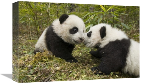 Global Gallery GCS-395896-1218-142 12 x 18 in. Giant Panda Two Cubs To