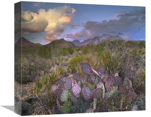 Global Gallery GCS-396638-16-142 16 in. Opuntia Cactus, Chisos Mou