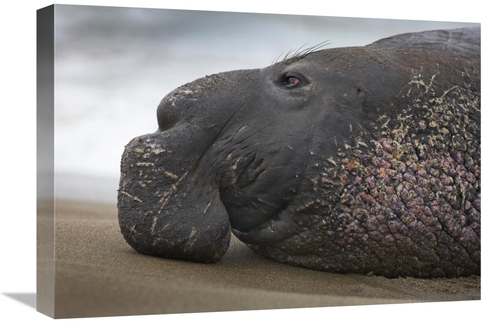 Global Gallery GCS-452209-22-142 22 in. Northern Elephant Seal Bull