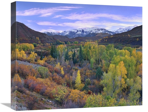 Global Gallery GCS-396965-22-142 22 in. Quaking Aspen Forest in Autumn
