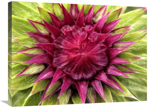Global Gallery GCS-397500-2432-142 24 x 32 in. Musk Thistle Bud, V