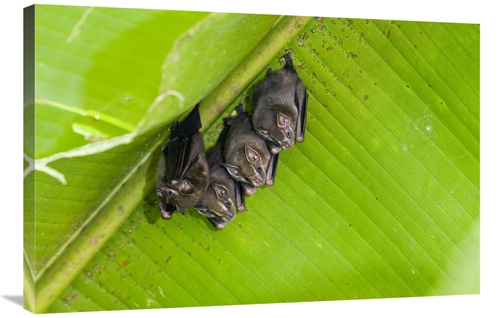 Global Gallery GCS-452687-2436-142 24 x 36 in. Peters Tent-Making Bats