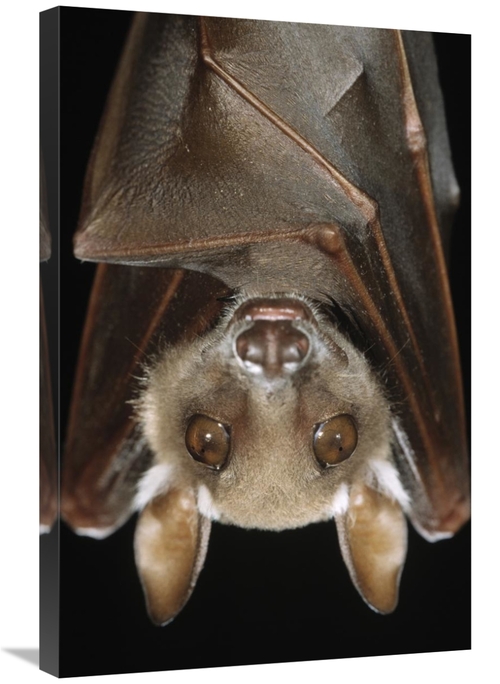 20 x 30 in. Buettikofers Epauletted Bat Close Up of Face Art Print - I