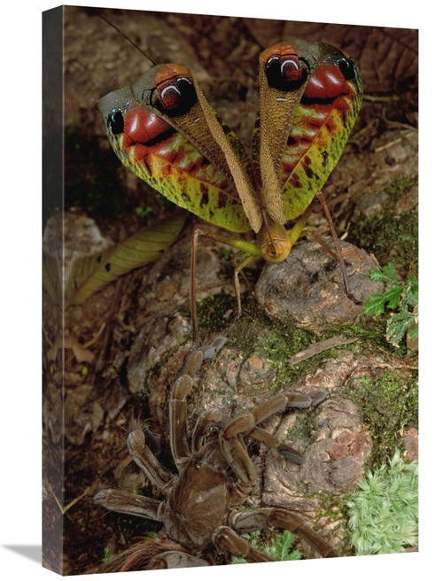 Global Gallery GCS-450800-1624-142 16 x 24 in. Tarantula Touching A Gi