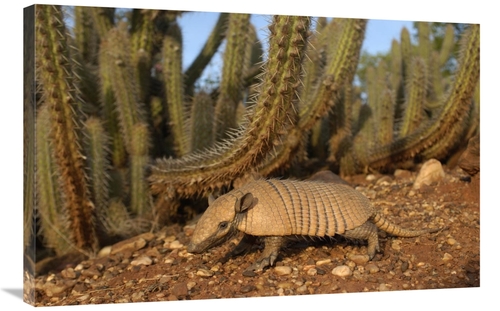 Global Gallery GCS-453146-2436-142 24 x 36 in. Yellow Armadillo Walkin