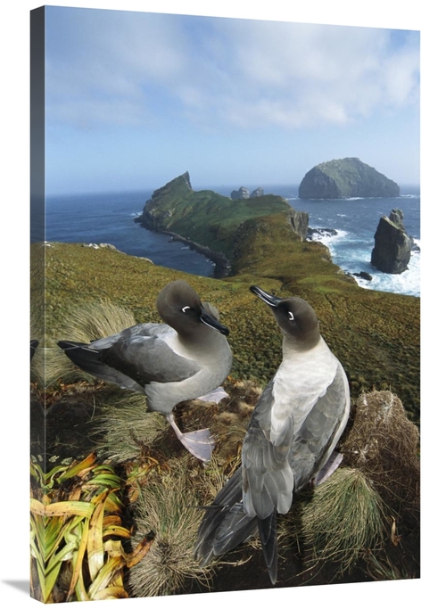 Global Gallery GCS-451602-2436-142 24 x 36 in. Light-Mantled Albatross