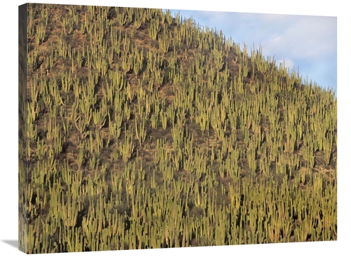Global Gallery GCS-396743-2432-142 24 x 32 in. Organ Pipe Cactus Clust