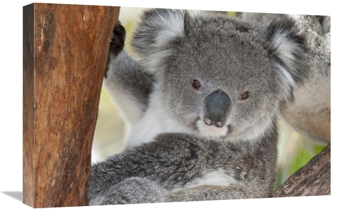 Global Gallery GCS-395603-1624-142 16 x 24 in. Koala, Victoria&#44