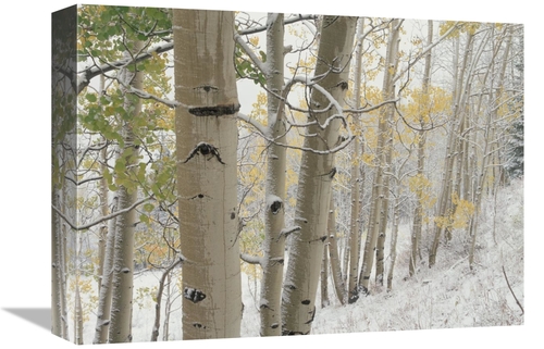 Global Gallery GCS-396379-1216-142 12 x 16 in. Aspens with Snow, G