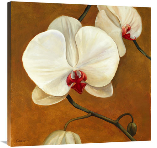 Global Gallery GCS-137412-3636-142 36 x 36 in. Orquideas Blancas II Ar