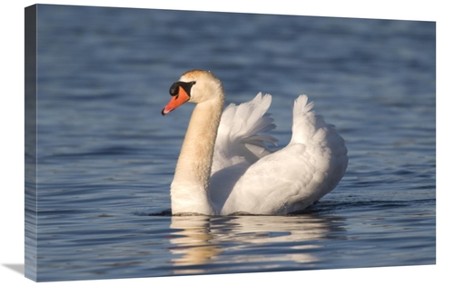 Global Gallery GCS-397380-2030-142 20 x 30 in. Mute Swan Swimming,