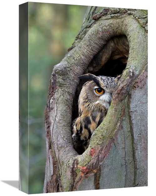 Global Gallery GCS-398017-1218-142 12 x 18 in. Eurasian Eagle-Owl Look