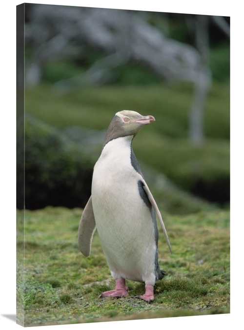 Global Gallery GCS-452459-2436-142 24 x 36 in. Yellow-Eyed Penguin Alb