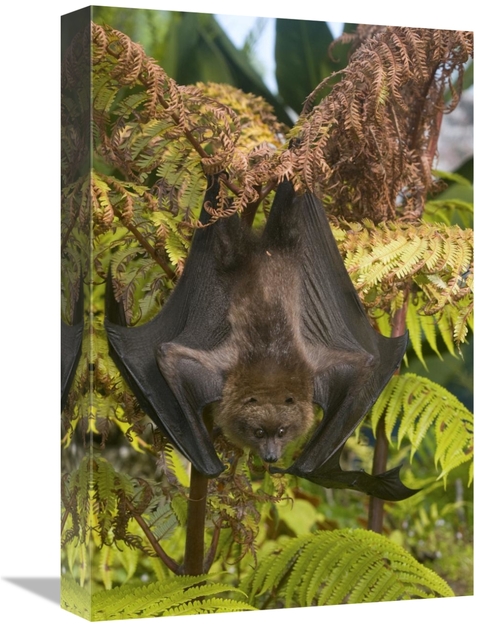 Global Gallery GCS-397300-1218-142 12 x 18 in. Rodrigues Flying Fox Ro