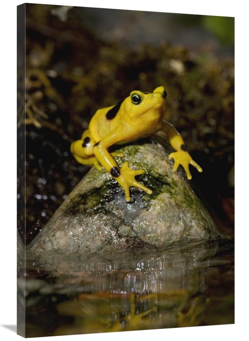 Global Gallery GCS-450917-2436-142 24 x 36 in. Panamanian Golden Frog&