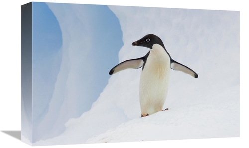 Global Gallery GCS-395816-1218-142 12 x 18 in. Adelie Penguin on Icebe