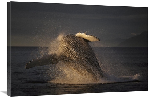 Global Gallery GCS-453547-2436-142 24 x 36 in. Humpback Whale Breachin