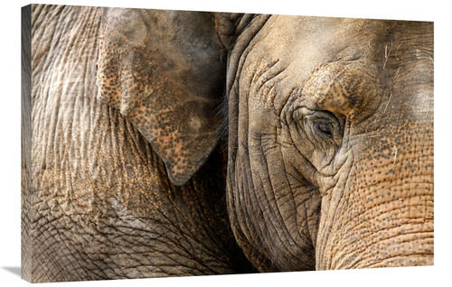 Global Gallery GCS-486533-36-142 36 in. Eye of the Elephant Art Print 