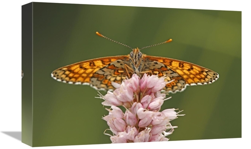 Global Gallery GCS-398007-1218-142 12 x 18 in. Glanville Fritillary Bu