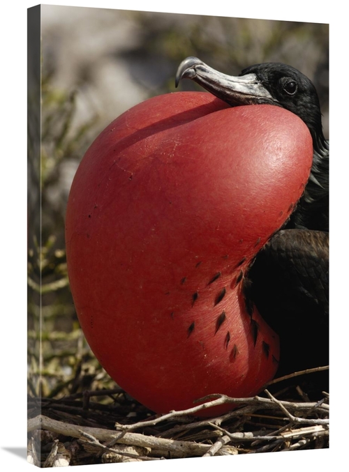 Global Gallery GCS-453054-2030-142 20 x 30 in. Great Frigatebird Male 