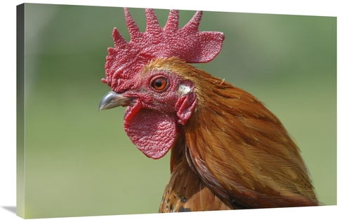 Global Gallery GCS-395372-2436-142 24 x 36 in. Portrait of A Cockerel 