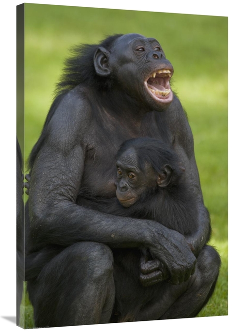 Global Gallery GCS-450913-2436-142 24 x 36 in. Bonobo Mother & Baby&#4