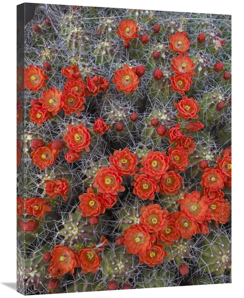 Global Gallery GCS-452104-2432-142 24 x 32 in. Claret Cup Cactus Detai