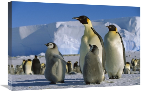 Global Gallery GCS-452318-2030-142 20 x 30 in. Emperor Penguins with C