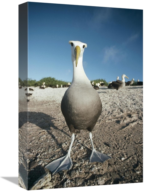 Global Gallery GCS-451078-1218-142 12 x 18 in. Waved Albatross, Ho