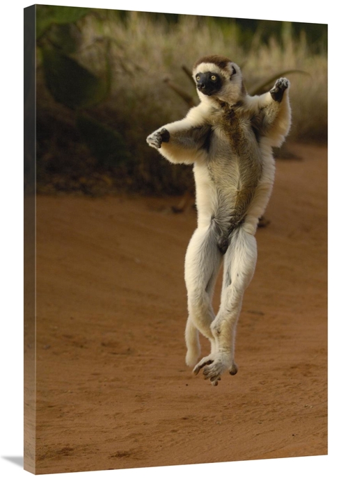 Global Gallery GCS-453042-2436-142 24 x 36 in. Verreauxs Sifaka Hoppin